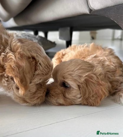 Lhasapoo dogs - Advert 3