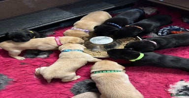 Labrador Retriever dogs - Advert 12