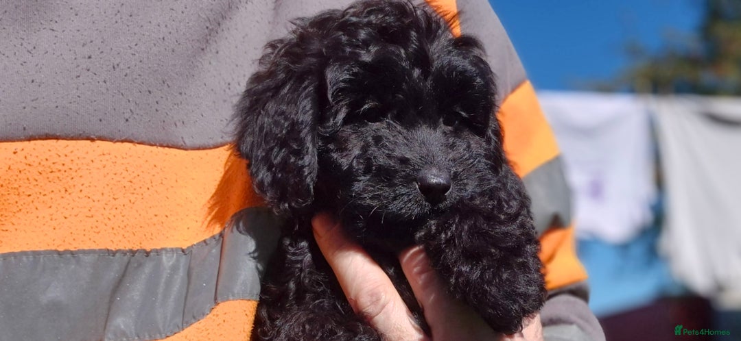 Cockapoo dogs for sale: Cockapoo pups - Image 15