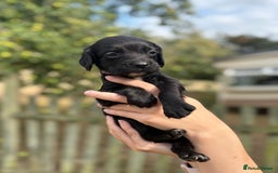 Sprocker dogs for sale: Sprocker Puppies - Image 4