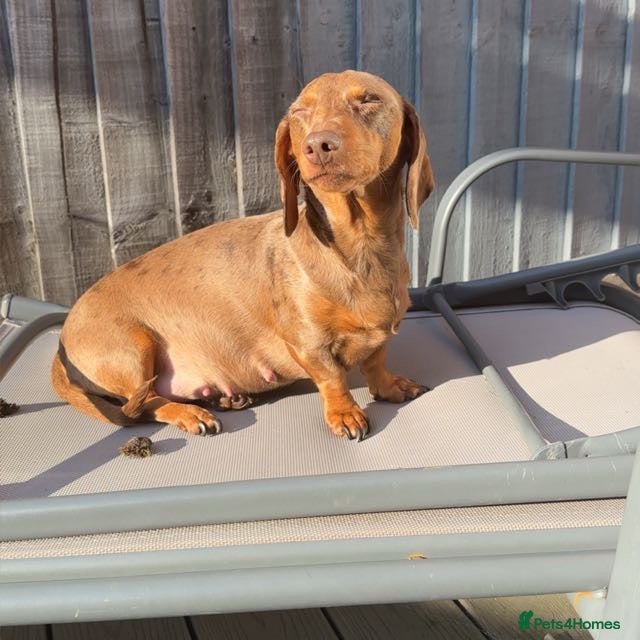 Miniature Dachshund dogs 🤎 Long-Haired Red Girl - Advert 1