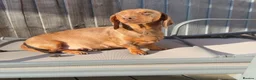 Miniature Dachshund dogs for sale: 🤎 Long-Haired Red Girl in Derby - Advert 1