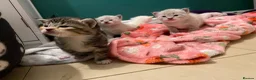 Mixed Breed cats for sale: 7 week old kittens!  in Royston - Advert 7