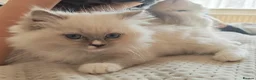 Ragdoll cats for sale: BEAUTIFUL RAGDOLLS KITTENS GCCF REGISTERED  - Advert 19