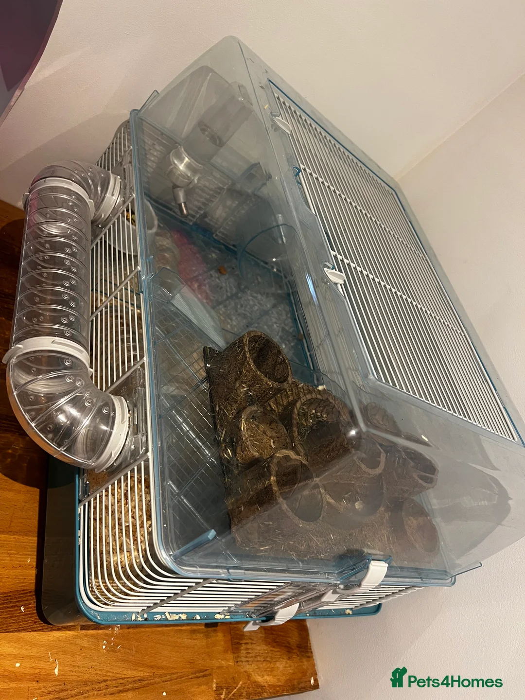 Hamster rodents for sale: Russian dwarf hamster  - Advert 2