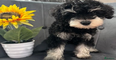 Mixed Breed dogs - Advert 16