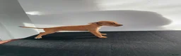 Mixed Breed dogs for sale: Italian greyhound x patterdale - Advert 12