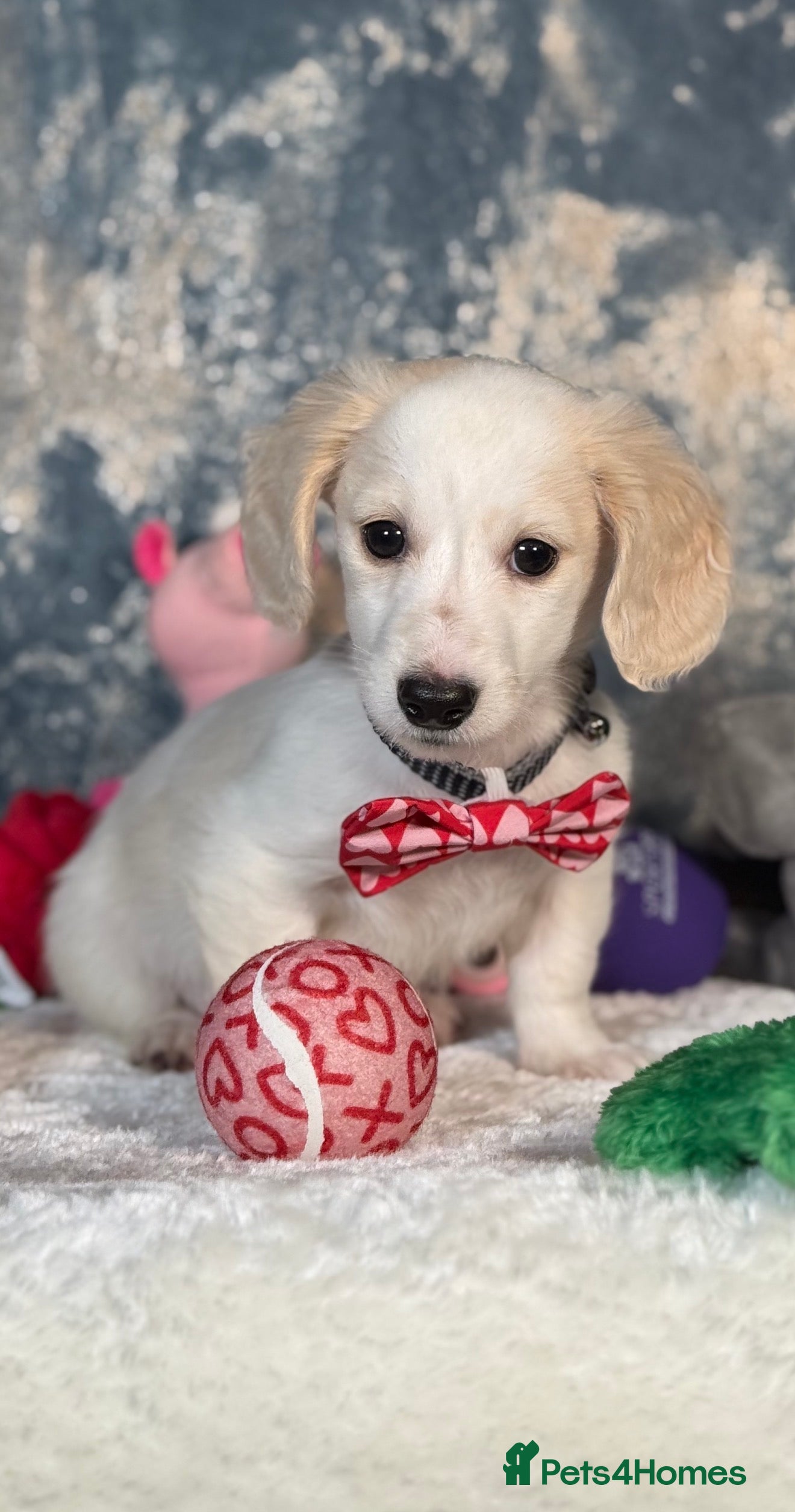 Miniature Dachshund dogs Miniature Dachshund Puppy🤎 - Advert 6