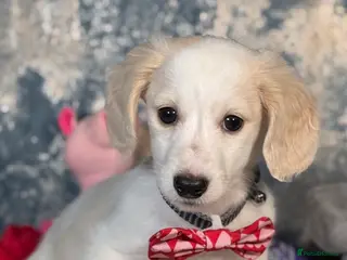 Miniature Dachshund dogs Miniature Dachshund Puppy🤎 - Advert 7