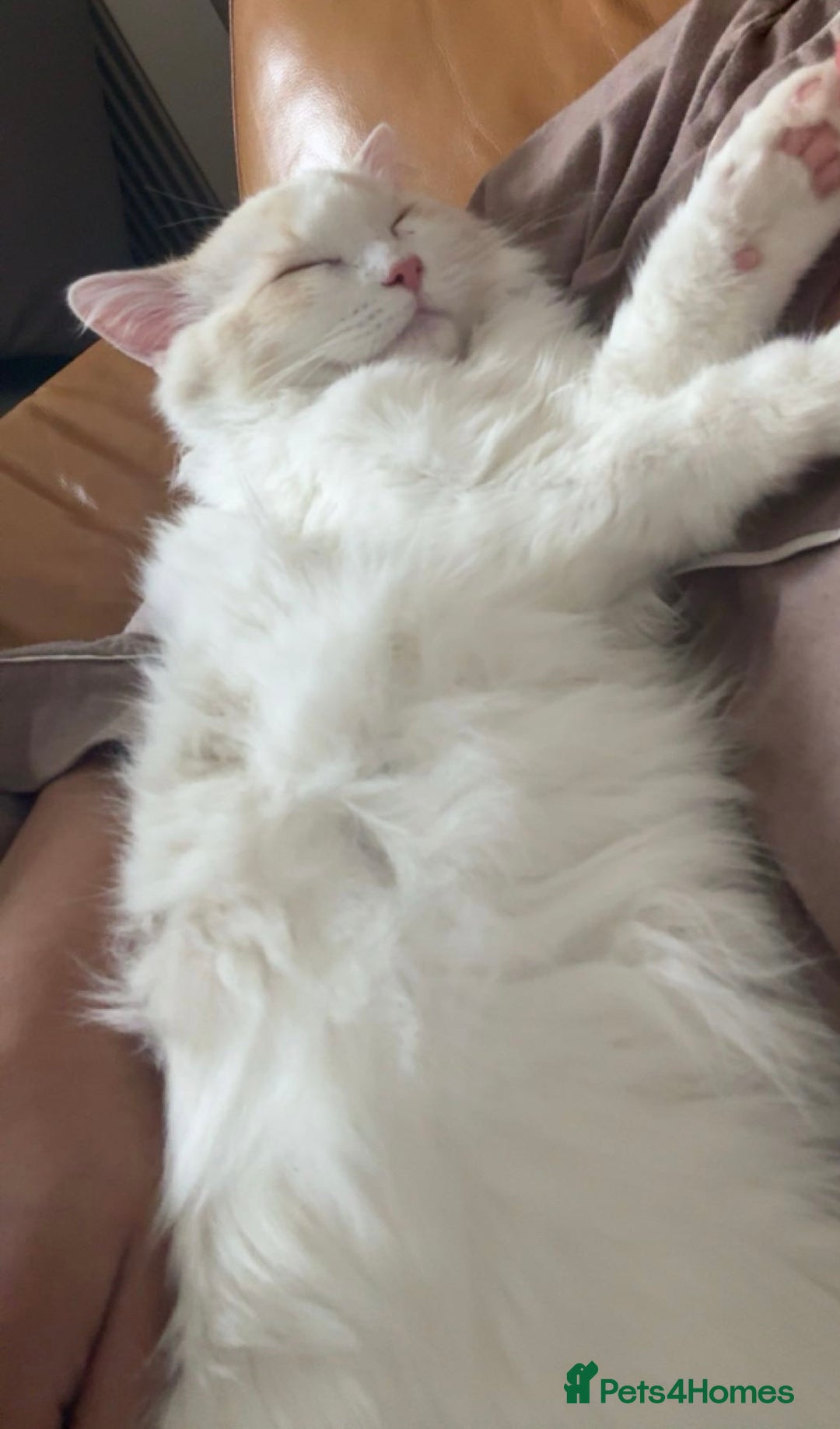 Ragdoll cats for sale: Pedigree Ragdoll - Skye - Advert 5