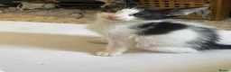 Mixed Breed cats for sale: Beautiful litter of 4 kittens - Advert 8