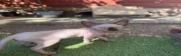 Sphynx cats for sale: Beautiful Sphynx Kittens 🐈‍⬛🐾🐾 - Advert 24