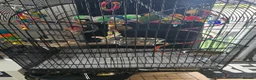 Lovebirds birds for sale: Love birds 🐦  in Luton - Advert 7