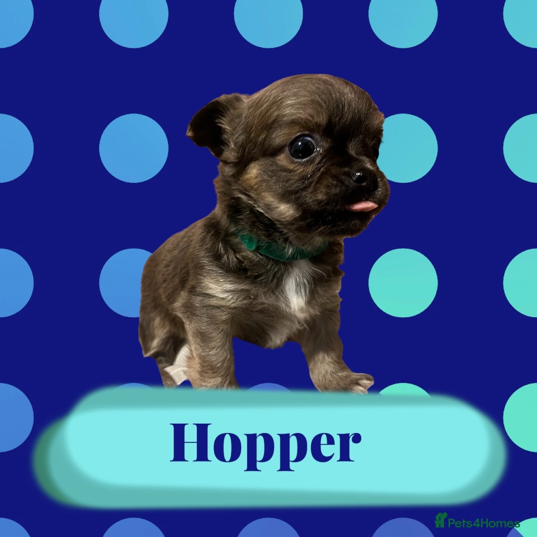 Chihuahua dogs KC Chihuahuas 💕❤️ - Advert 1