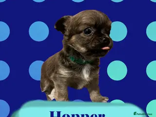 Chihuahua dogs KC Chihuahuas 💕❤️ - Advert 1