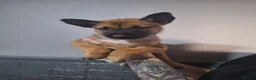 Belgian Shepherd Dog dogs for sale: Reduced Ready to leave  - Advert 32