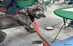 Great Dane dogs for sale: Great Dane 10 months  - Image 3