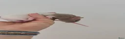 Rat rodents for sale: Baby rats looking for forever loved home  - Advert 7
