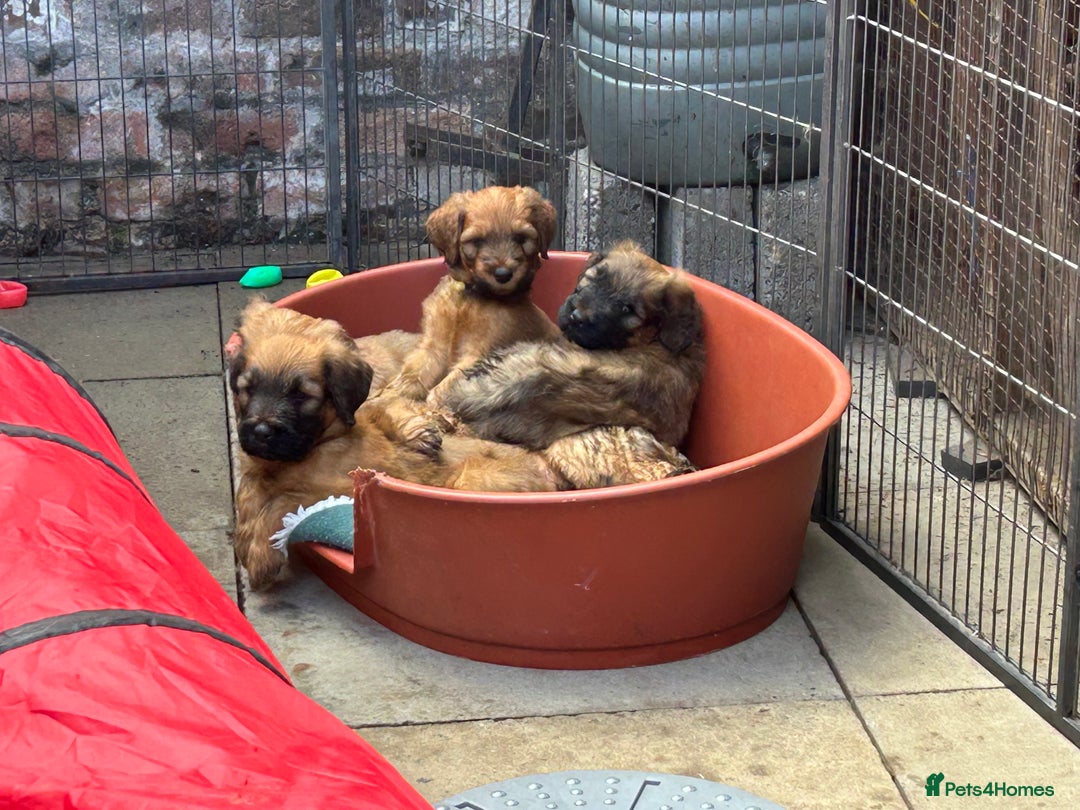 Briard dogs for sale: Amazing pedigree Briard Pups - Image 10