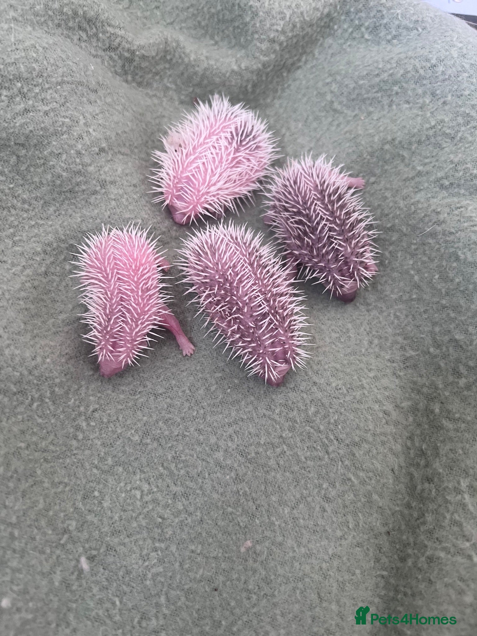 Pygmy Hedgehog rodents African Pygmy hedgehogs hoglets  - Advert 16