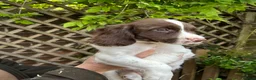 English Springer Spaniel dogs for sale: Springer spaniel pups  - Advert 9