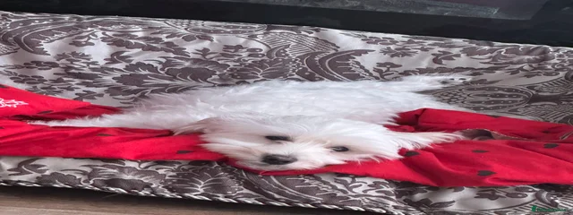 Bella