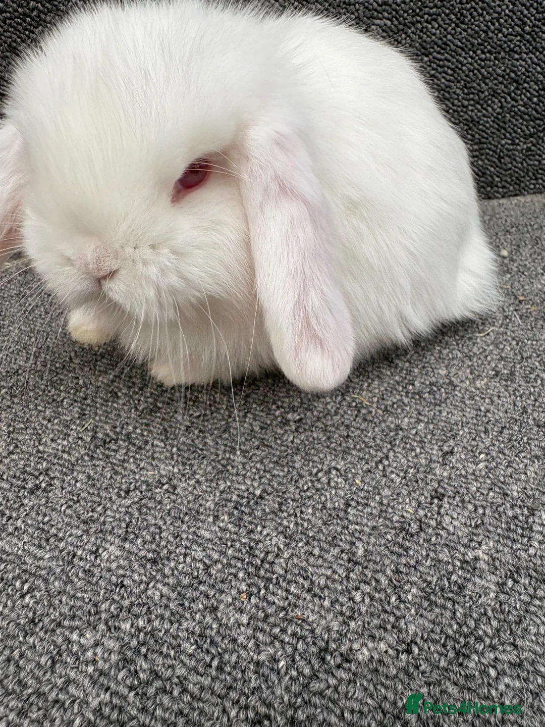 Mini Lop rabbits for sale: Mini Lop x Dwarf Lop Babies - Advert 7