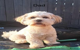 Mixed Breed dogs for sale: Beautiful Lhasa Apso X Bichon Frise puppies. - Image 10