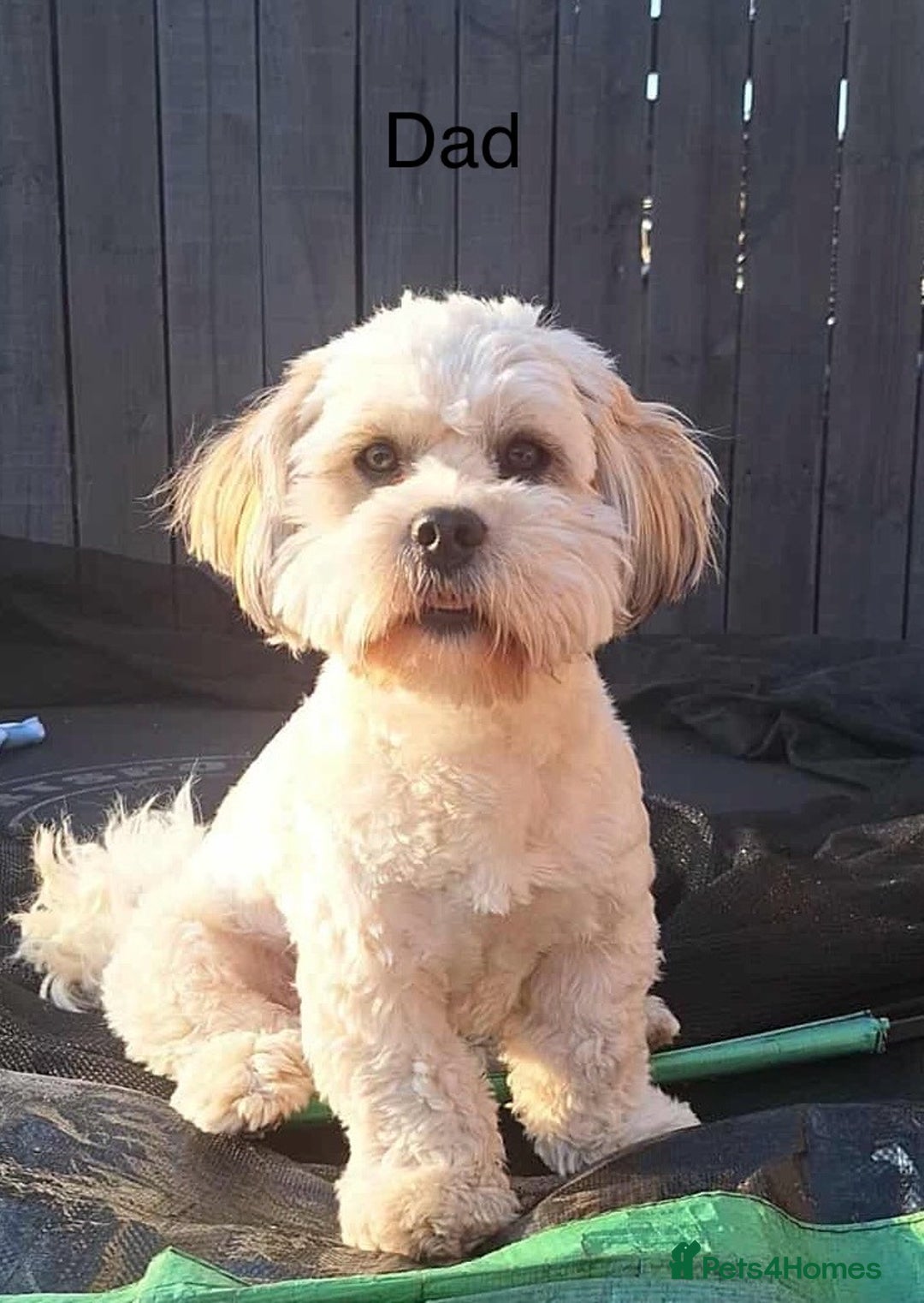 Mixed Breed dogs for sale: Beautiful Lhasa Apso X Bichon Frise puppies. - Image 10