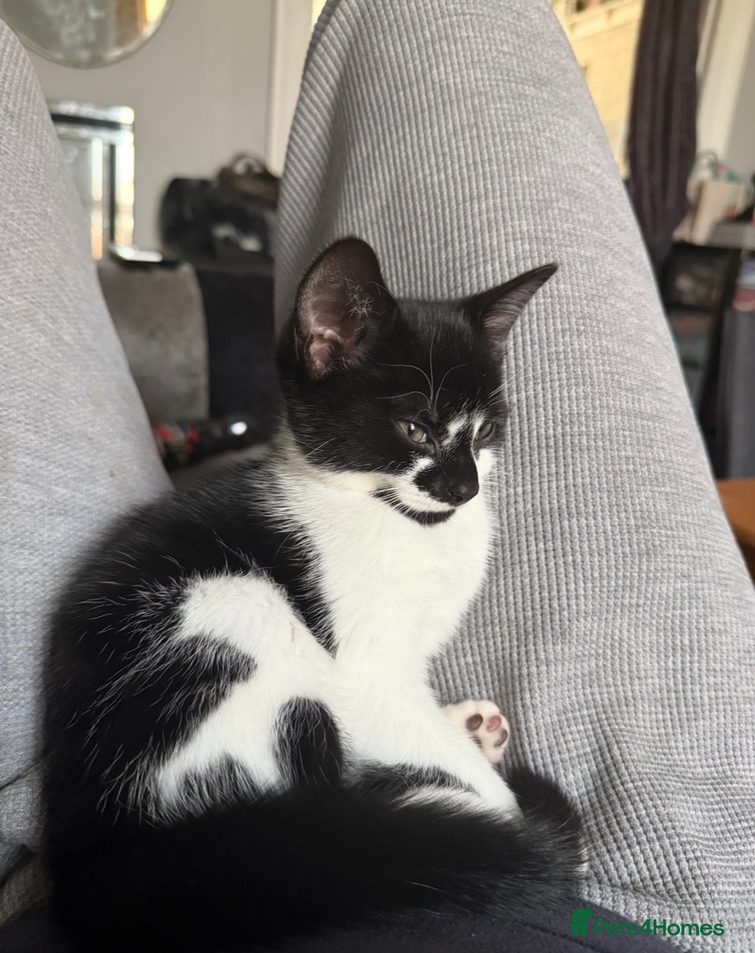 Mixed Breed cats for sale: Female Kitten  - Advert 5