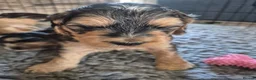 Cockapoo dogs for sale: 🐾 Beautiful F1 Cockapoo Puppies 🐾  - Advert 17