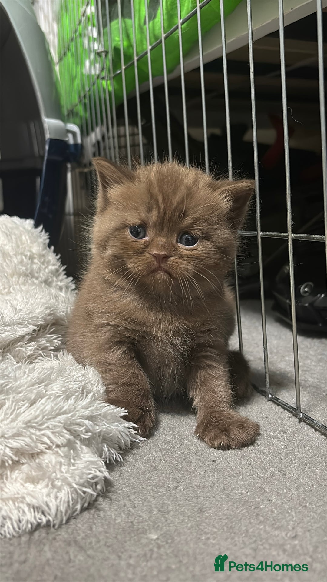 British Shorthair cats for sale: British shorthair and longhair  - Advert 10