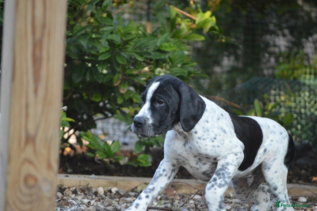 Pointer dogs for sale: ⭐️ 2 beautiful boys looking for forever homes⭐️ - Image 11