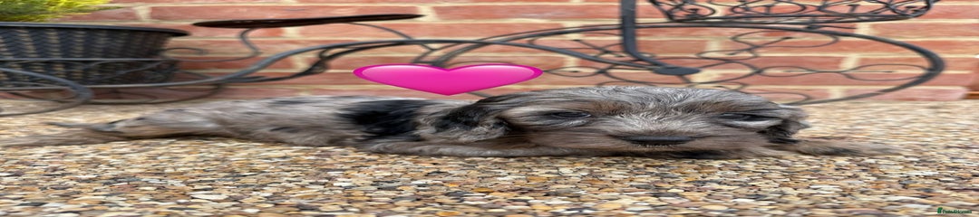 Cockapoo Puppy 9