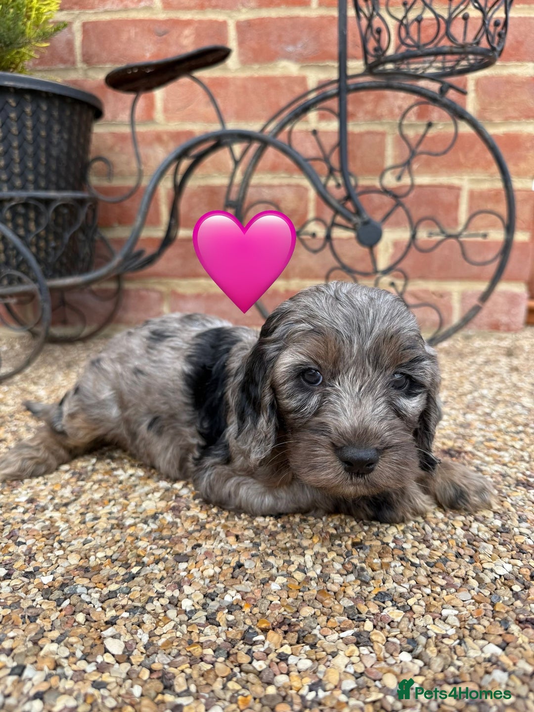 Cockapoo dogs for sale: Ready to leave Beautiful merle & gold  Cockapoos  - Image 18