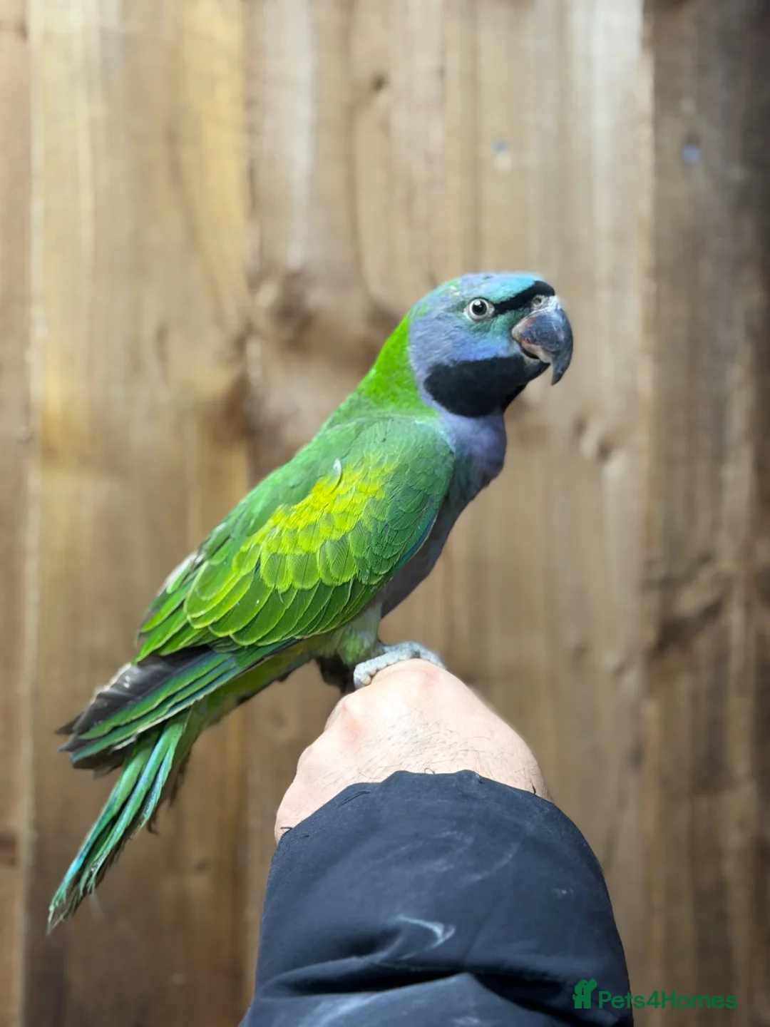Parrots birds for sale: Lord Darbyan parrot  - Advert 2