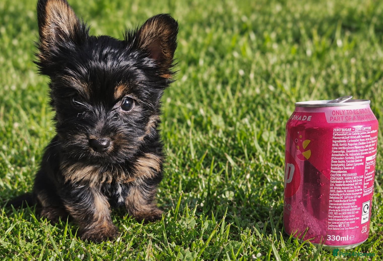Yorkshire Terrier dogs for sale: READY NOW Beautiful Miniture Yorkshire Terrier   - Advert 17