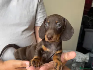 Dachshund dogs Miniature dachshund puppies - Advert 1