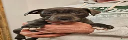 Staffordshire Bull Terrier dogs for sale: Not KC Reg Blue Staffordshire bull terrier boy - Advert 19