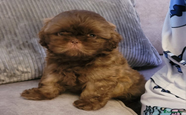 Shih Tzu dogs - Advert 5