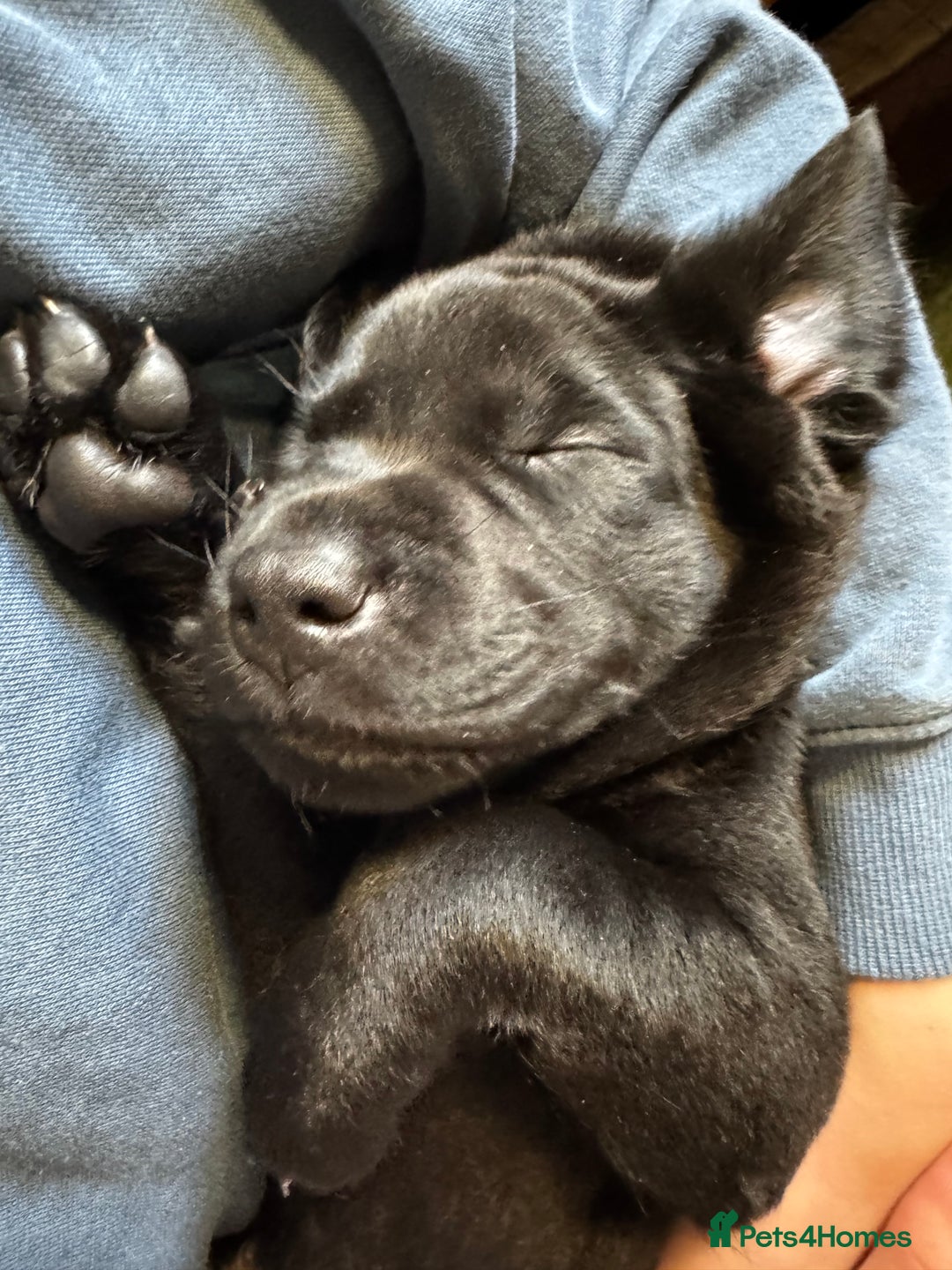 Labrador Retriever dogs for sale: Labrador Puppies  - Advert 15