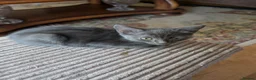Exotic cats for sale: Marshmallows babies - Advert 4