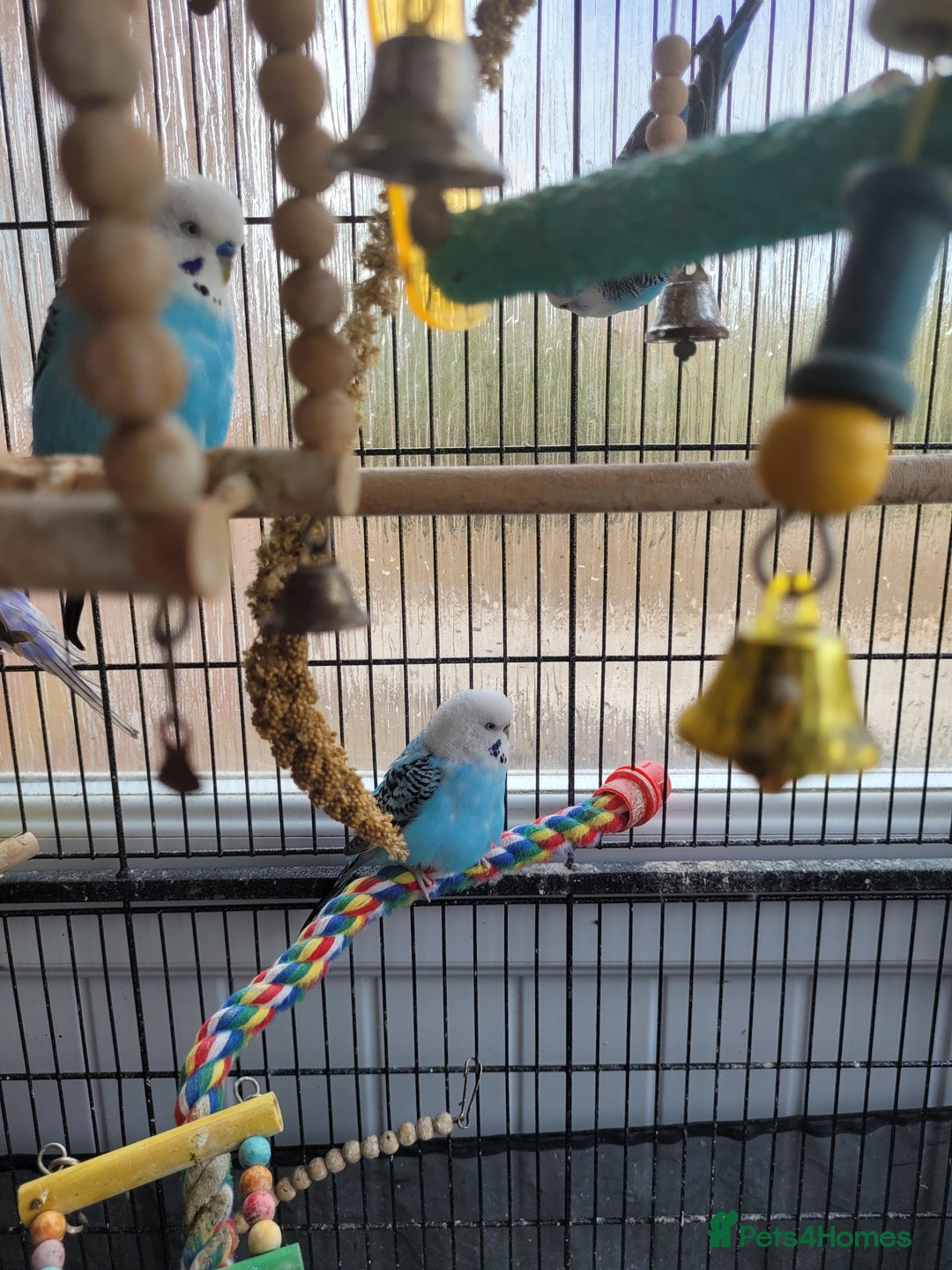 Budgerigars birds for sale: 10 Budgies and 2 large cages - Image 5