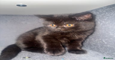 British Shorthair cats Black fluffy Britishort hair  - Advert 10