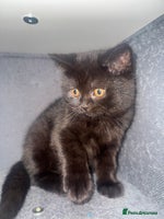 British Shorthair cats Black fluffy Britishort hair - Advert 4