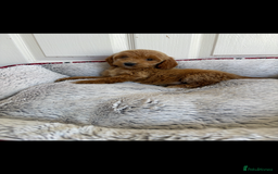Cockapoo dogs for sale: Beautiful  Cockapoo puppies  - Image 22