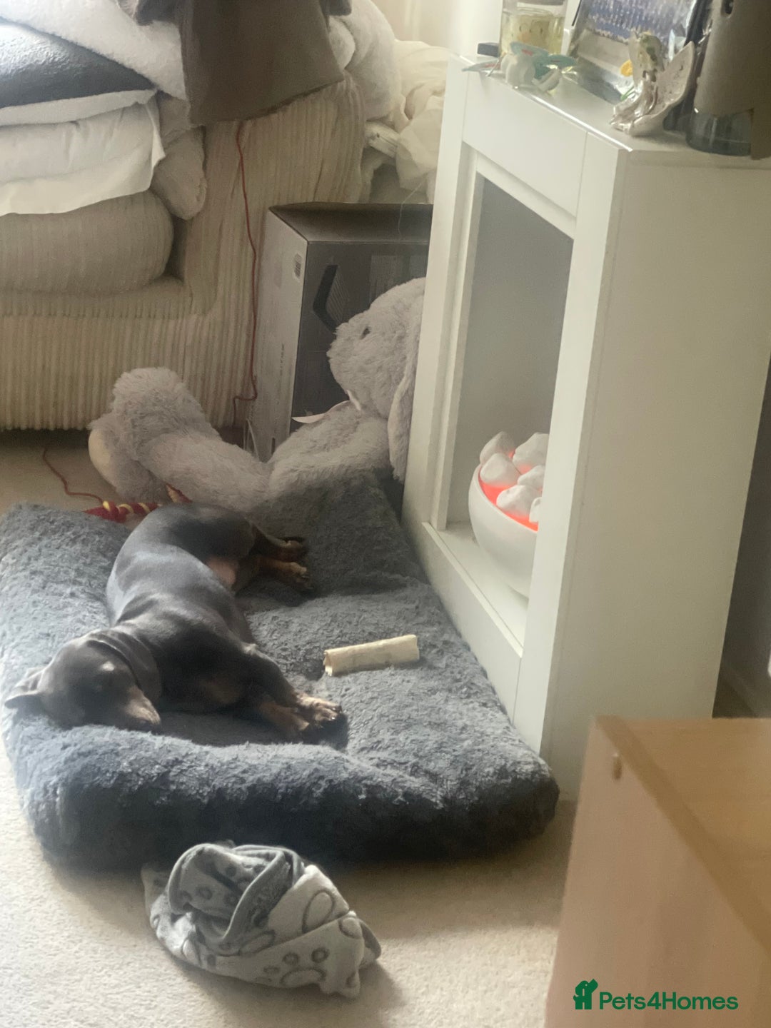 Dachshund dogs for sale: Female dachshund  - Image 3