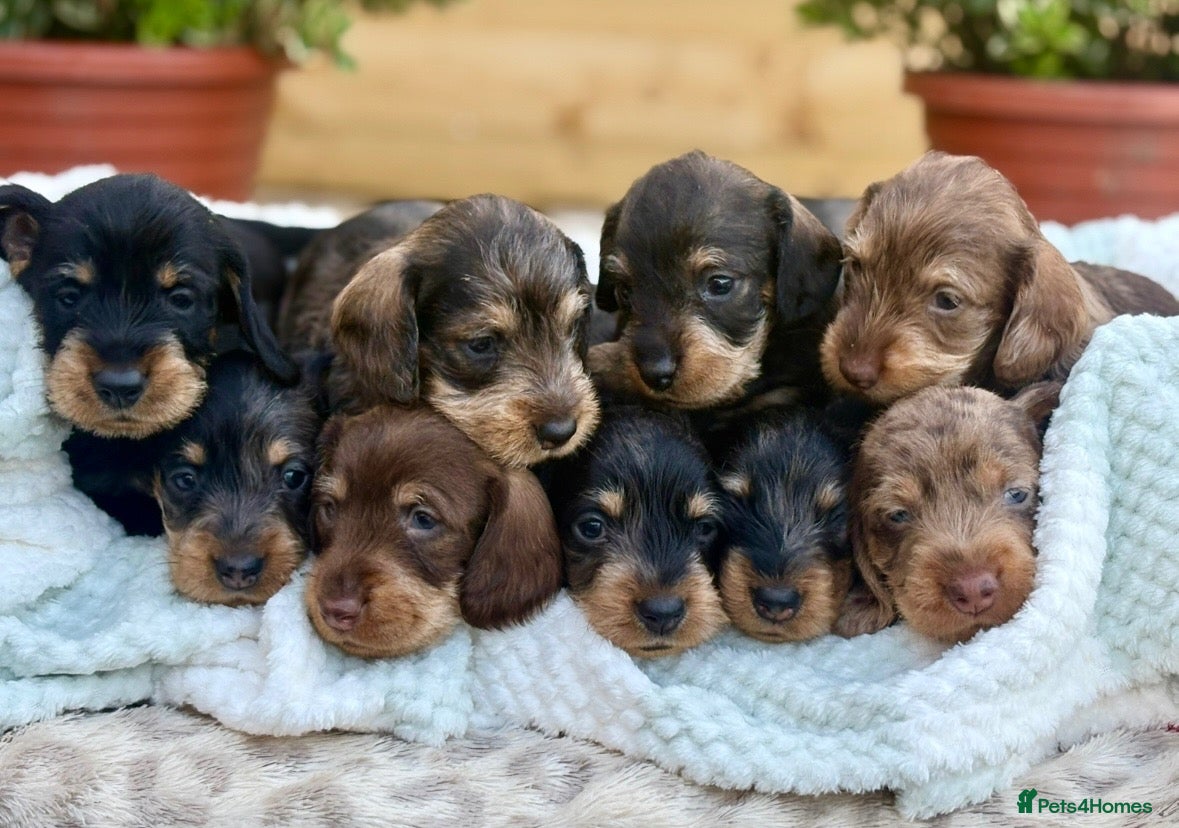 Dachshund dogs Standard Wire Haired Dachshund Puppies - Advert 1