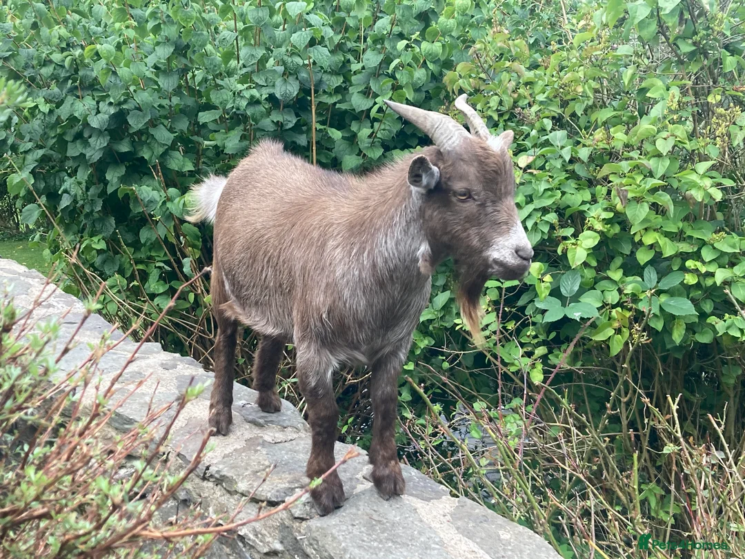 Goats livestock for sale: Billy - friendly boy in search of friends. - Advert 3