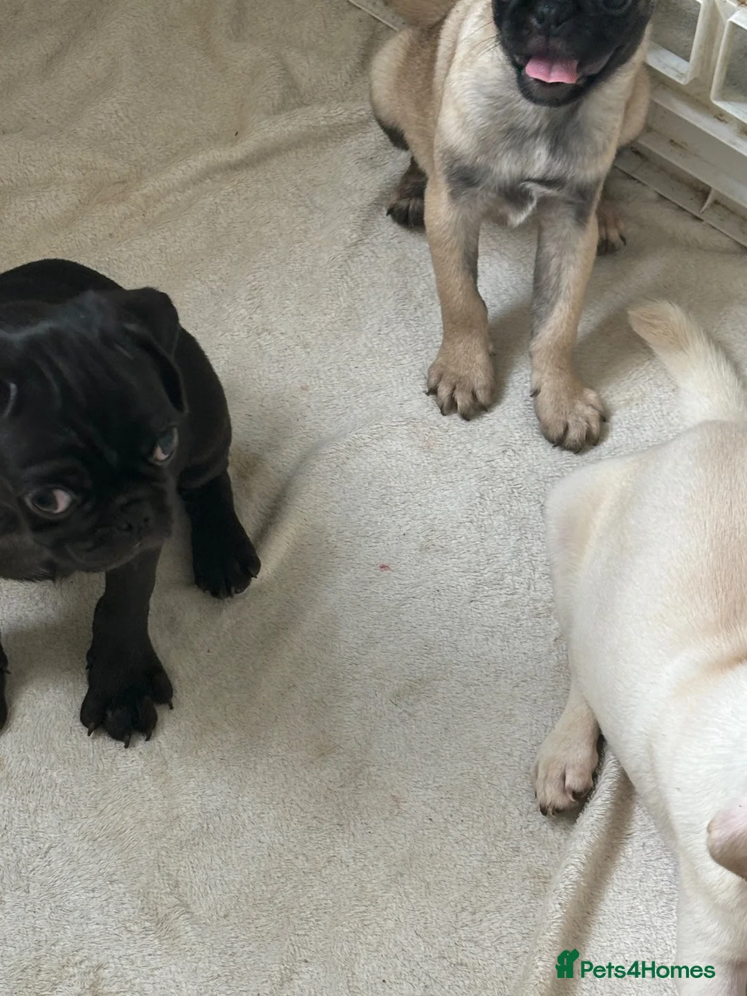 Pug dogs for sale: 3 beautiful pug pups available  - Advert 6